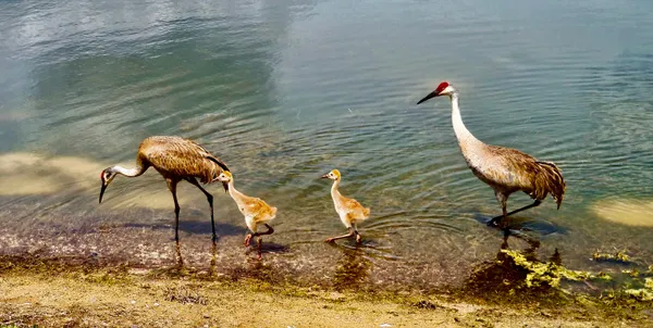 $299,900 | 9851 Perfect Drive, Unit 151, Port St. Lucie, FL 34986