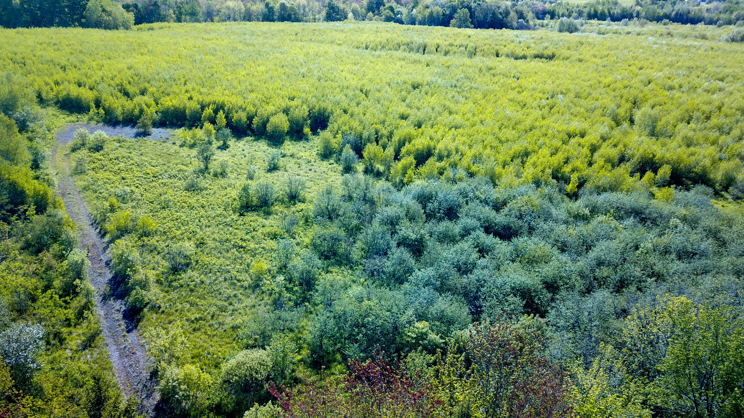 Lot 17 Danforth Road Carroll Plt, ME 04487 - Photo 5 of 13 Northern Portion