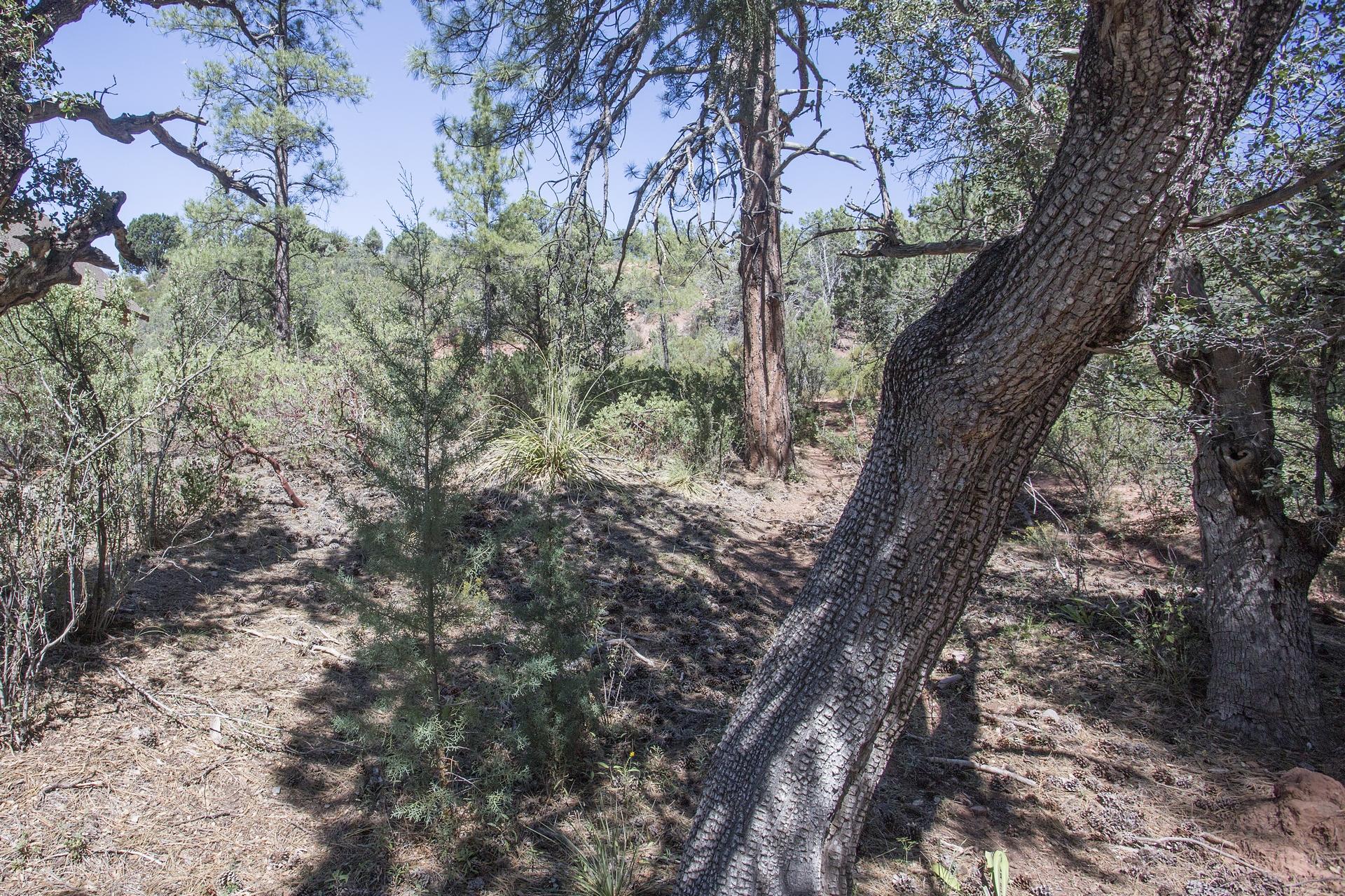 Lot 61 Racoon Ridge Circle Payson, AZ 85541 - Photo 12 of 13