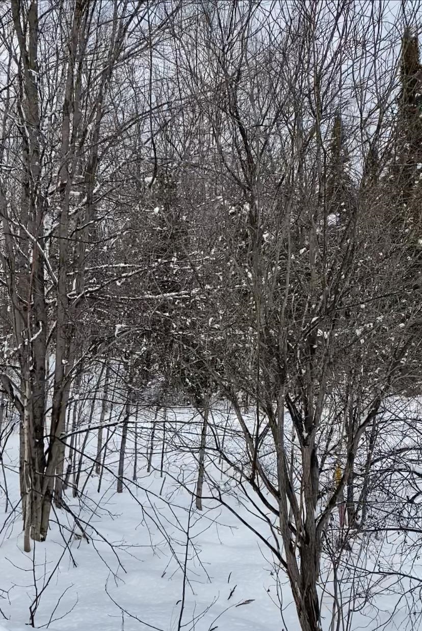 Bear Lake Road, Unit 11 Laona, WI 54541 - Photo 1 of 1