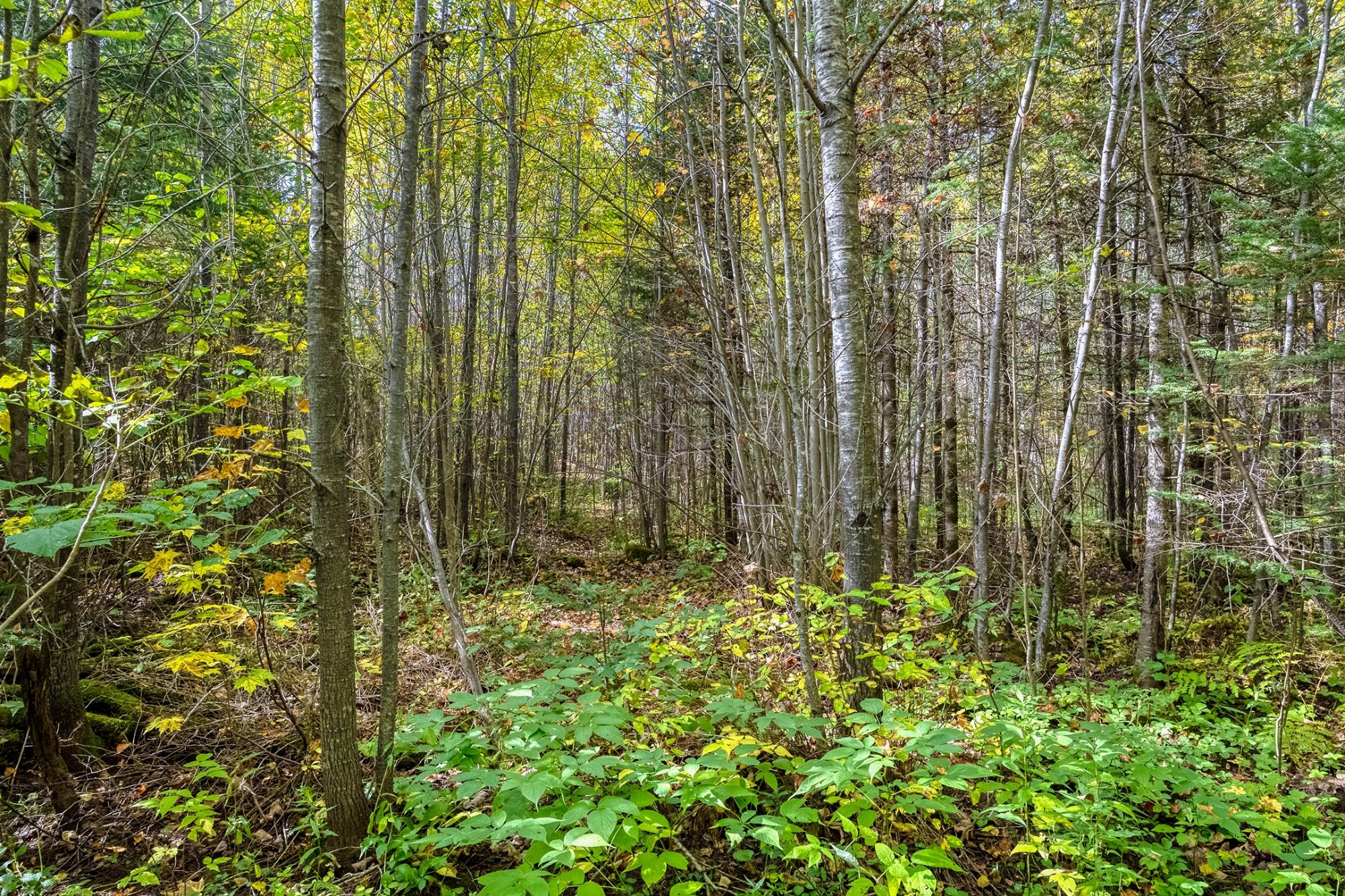 Off South Turtle Lake Road, Unit 10A Manitowish Waters, WI 54545 - Photo 25 of 61 Gallery Image 25