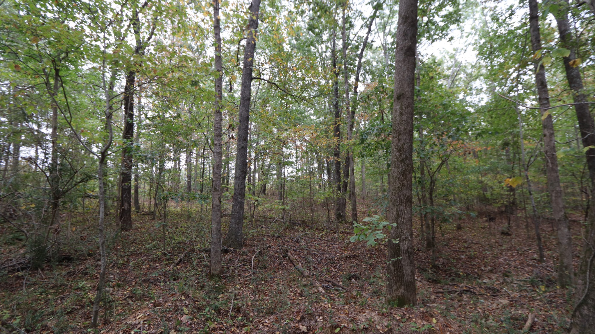 0 Piney Road Dickson, TN 37055 - Photo 13 of 27 a view of a forest with trees in the background