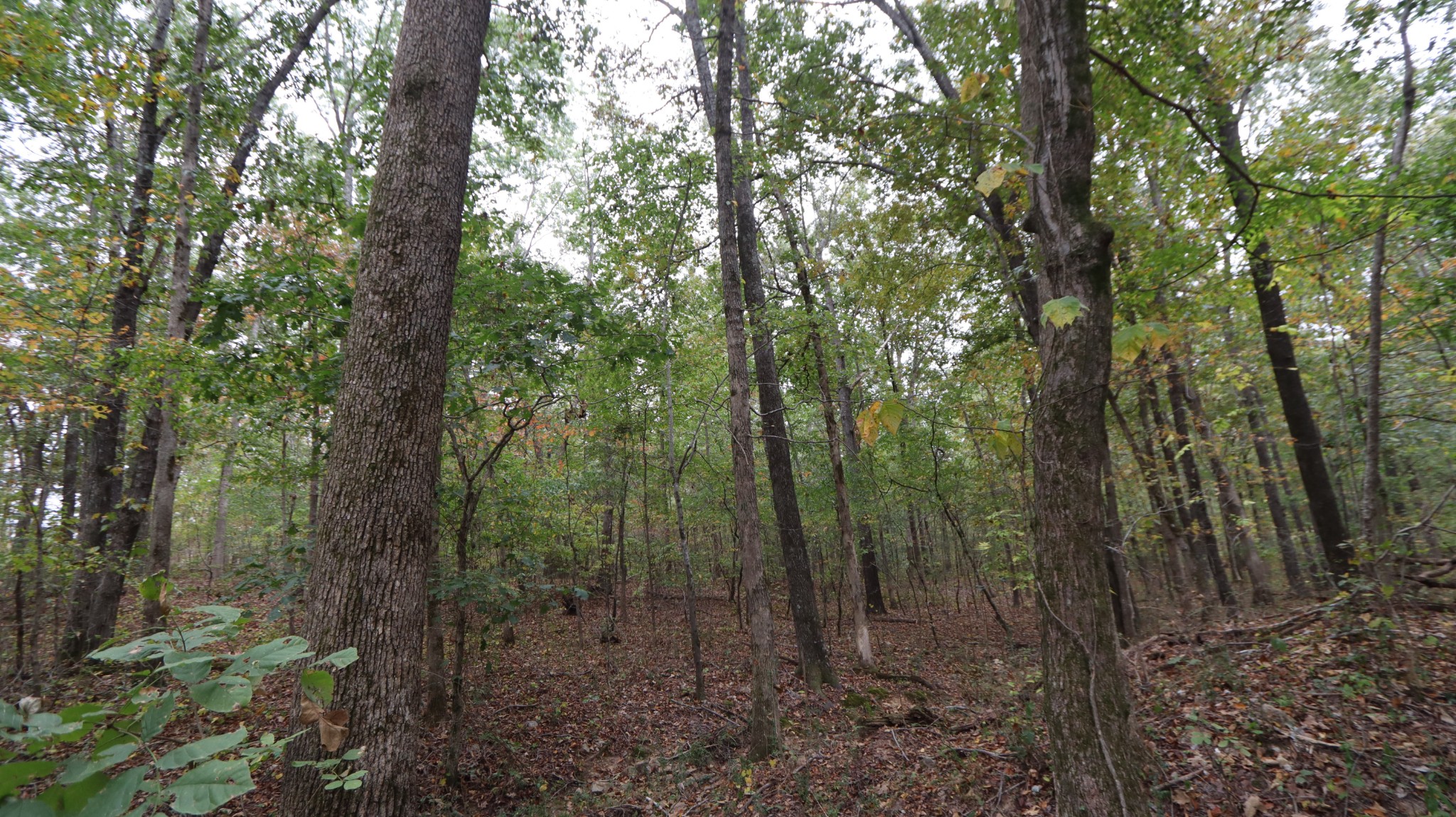 0 Piney Road Dickson, TN 37055 - Photo 14 of 27 a view of a forest with trees in the background