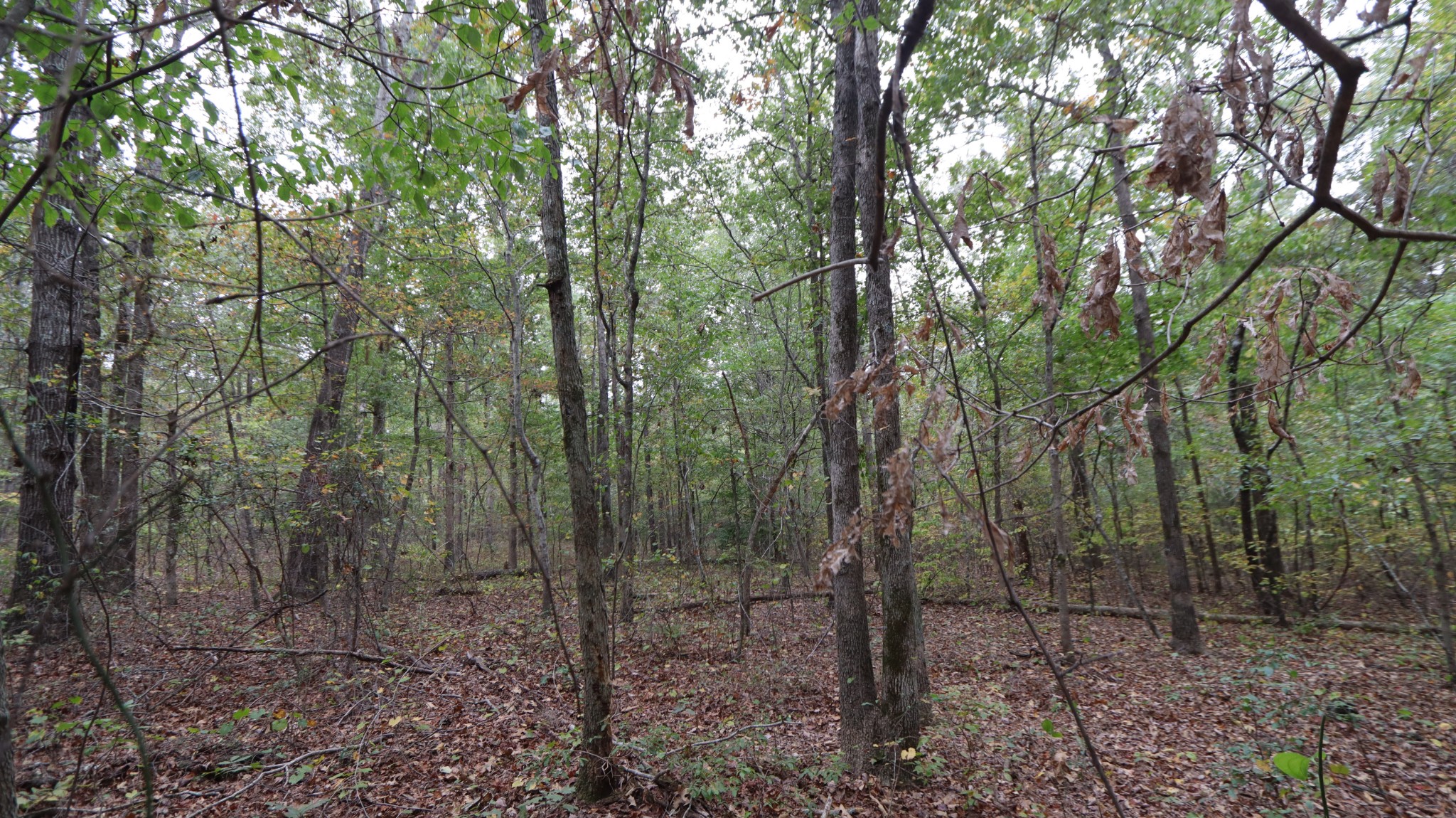 0 Piney Road Dickson, TN 37055 - Photo 20 of 27 a view of a forest that has large trees