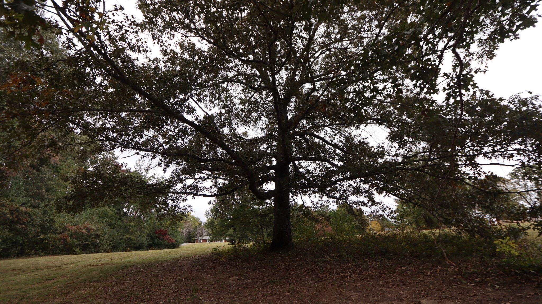 0 Piney Road Dickson, TN 37055 - Photo 27 of 27 a view of tree