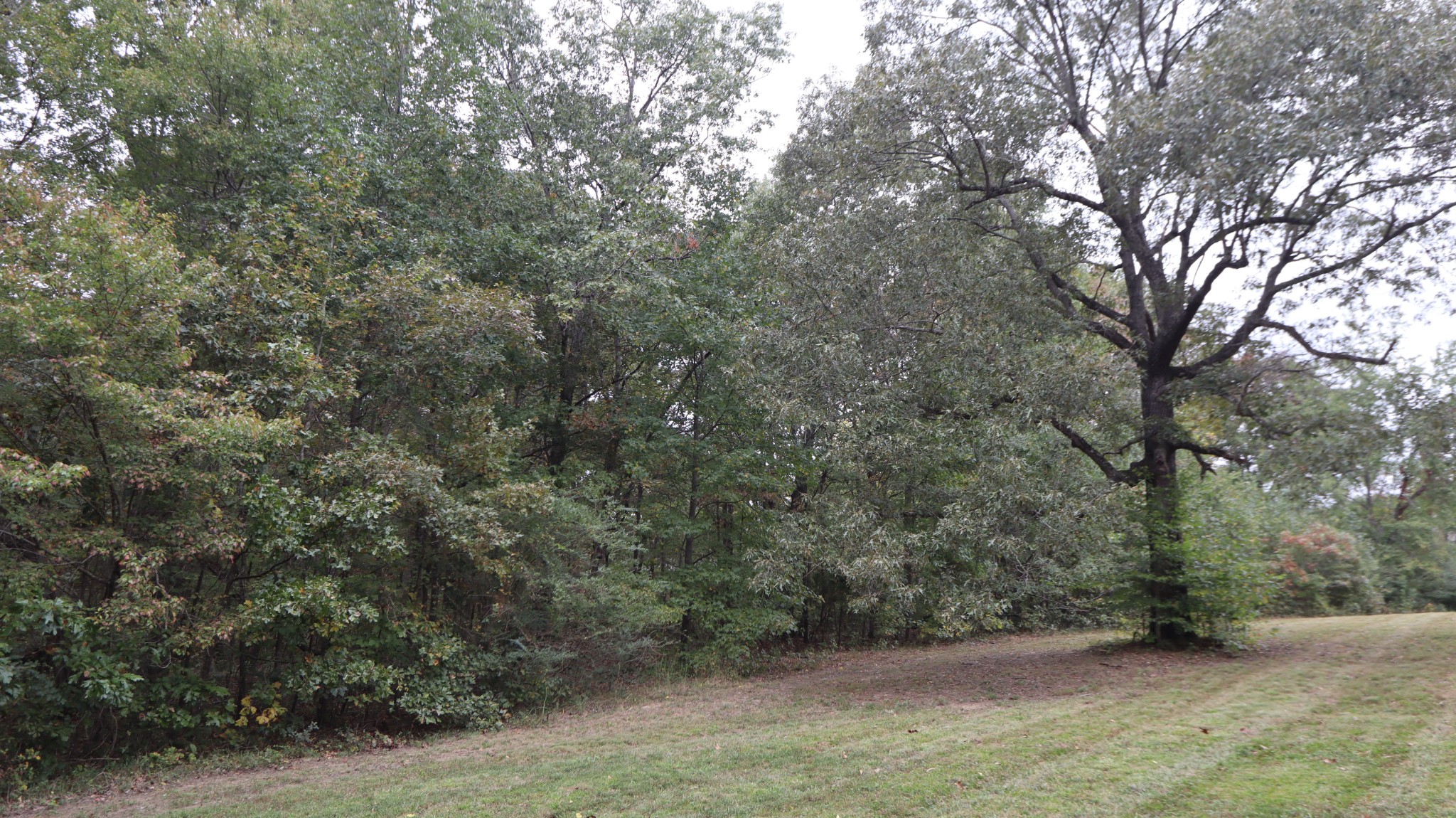 0 Piney Road Dickson, TN 37055 - Photo 10 of 27 a view of a forest with trees in the background