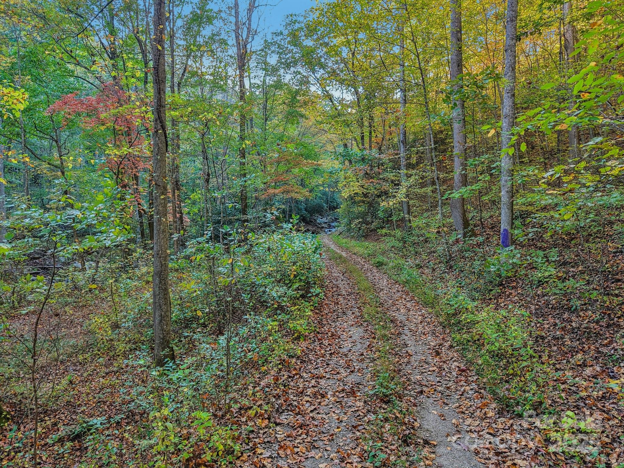 Tbd Graphite Road Old Fort, NC 28762 - Photo 2 of 14 a view of a forest that has large trees