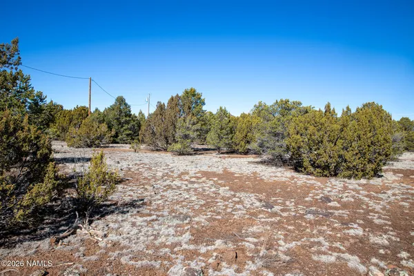 a view of a dry yard with trees