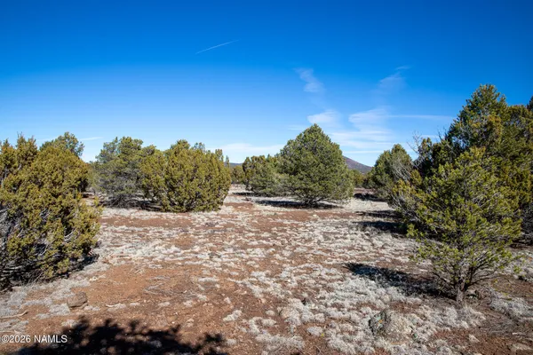 a view of a dry yard with trees