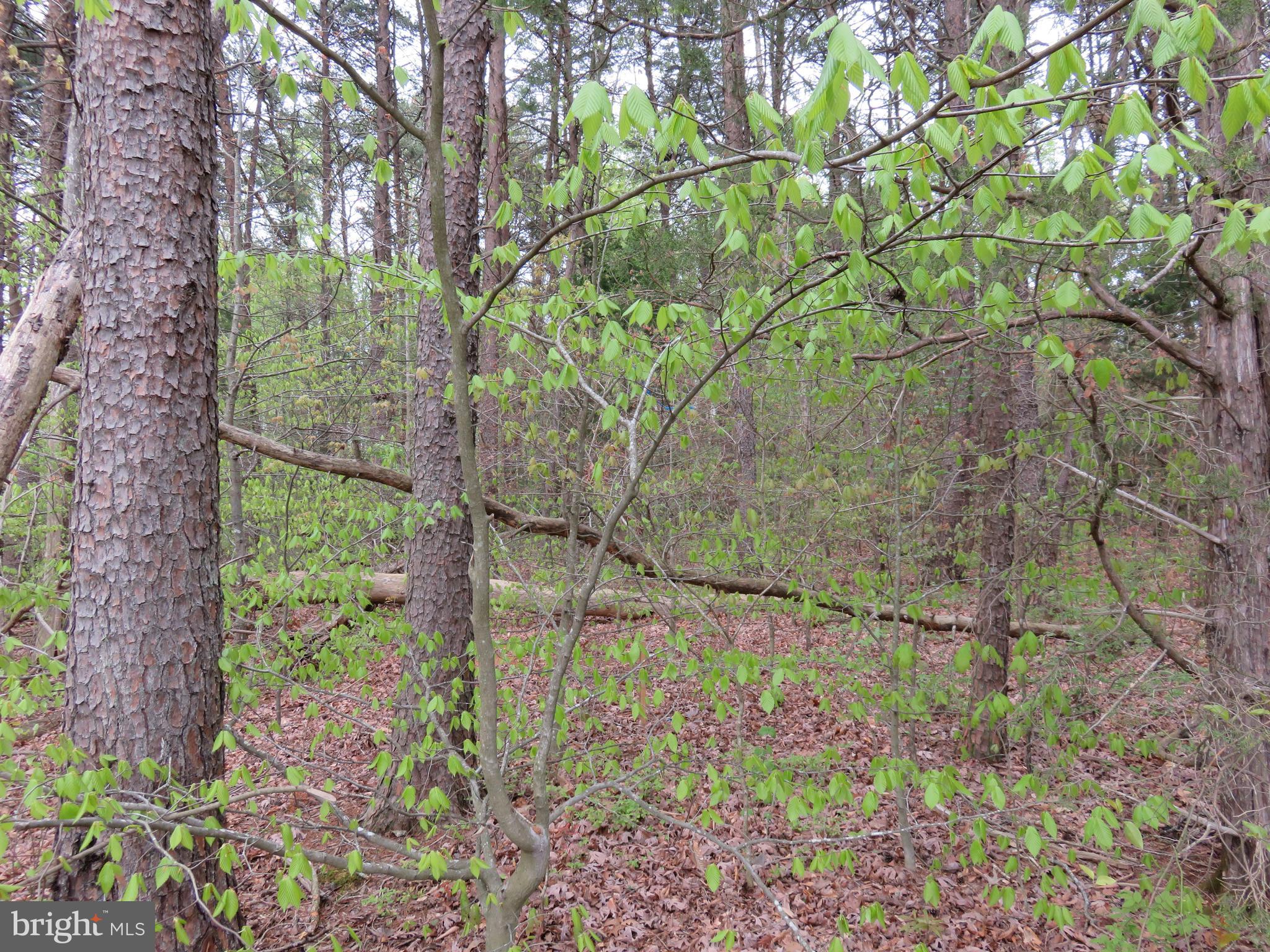 3731 Breaknock Road Bumpass, VA 23024 - Photo 25 of 44 Gallery Image 25