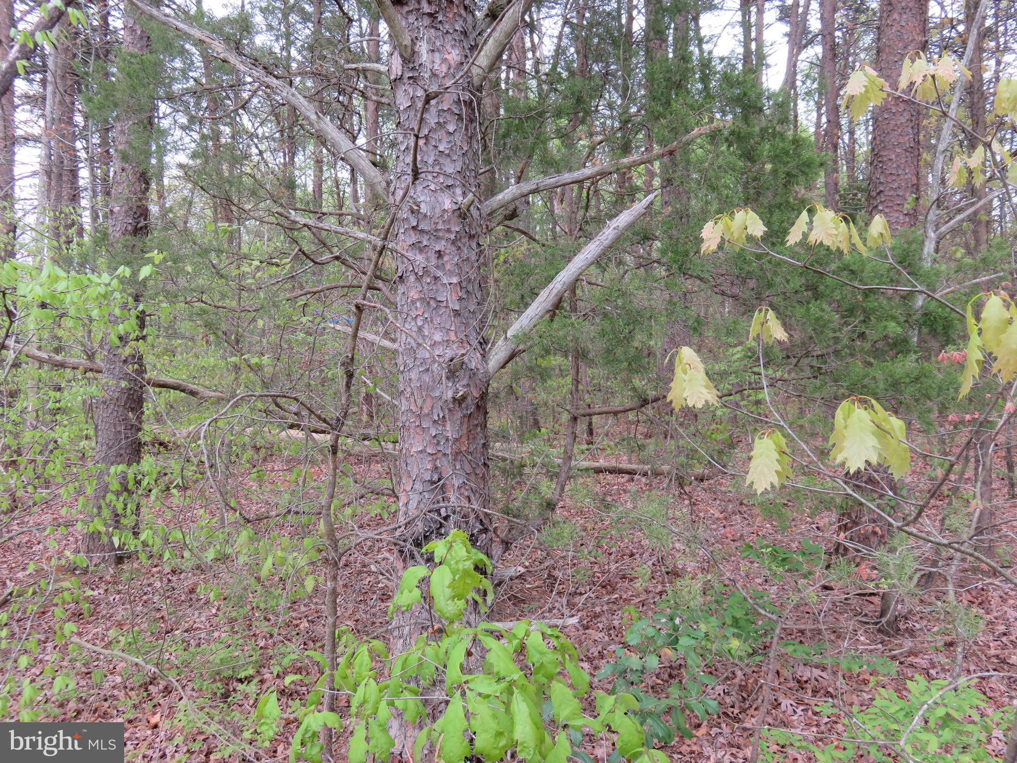 3731 Breaknock Road Bumpass, VA 23024 - Photo 26 of 44 Gallery Image 26