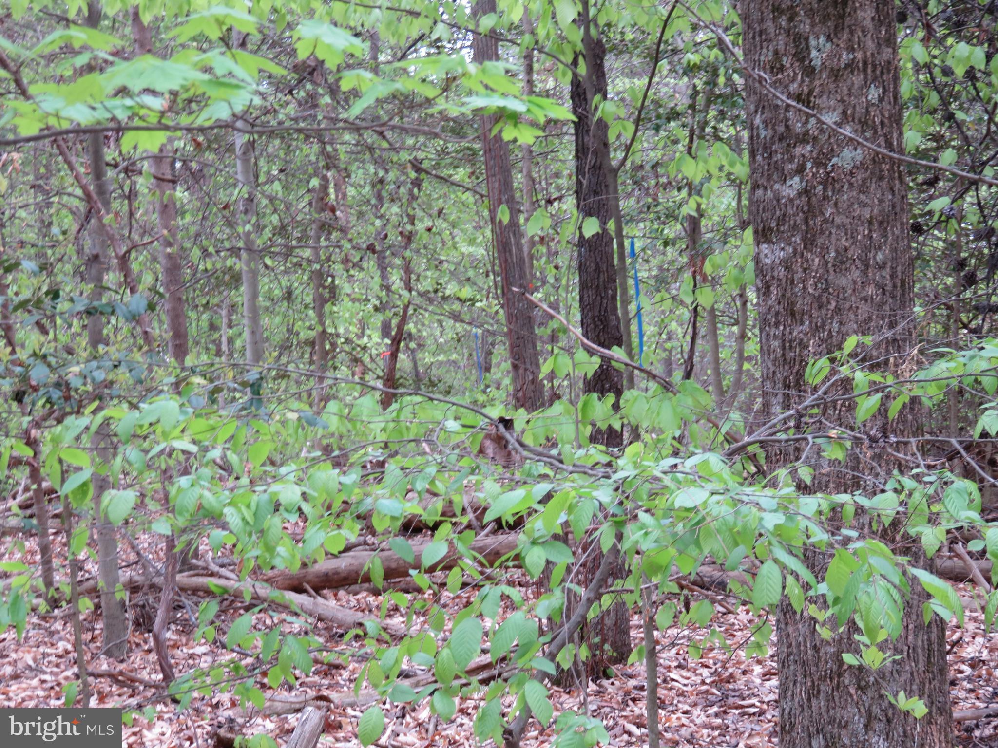 3731 Breaknock Road Bumpass, VA 23024 - Photo 30 of 44 Gallery Image 30