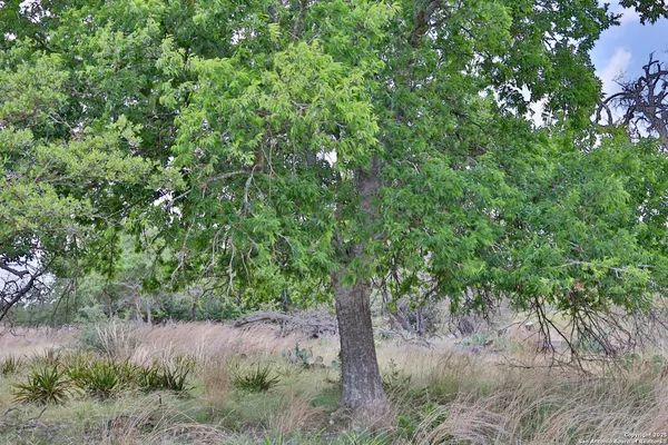 a view of a forest with lots of trees