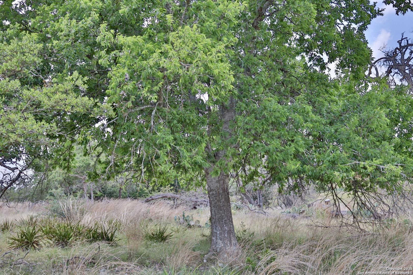 25 Dallas Josie Road Harper, TX 78631 - Photo 12 of 16 a view of a forest with lots of trees