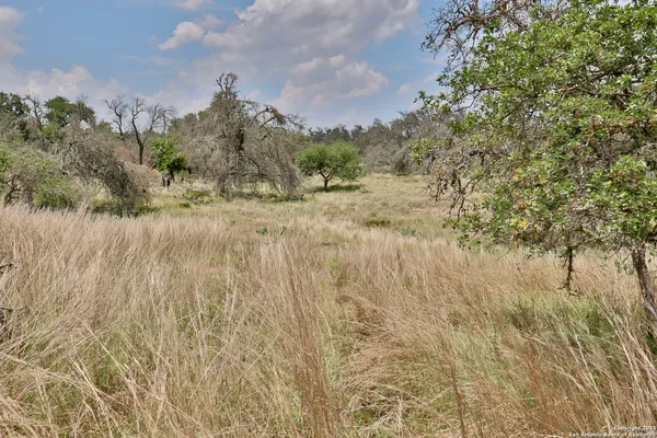 a view of a dry yard with trees