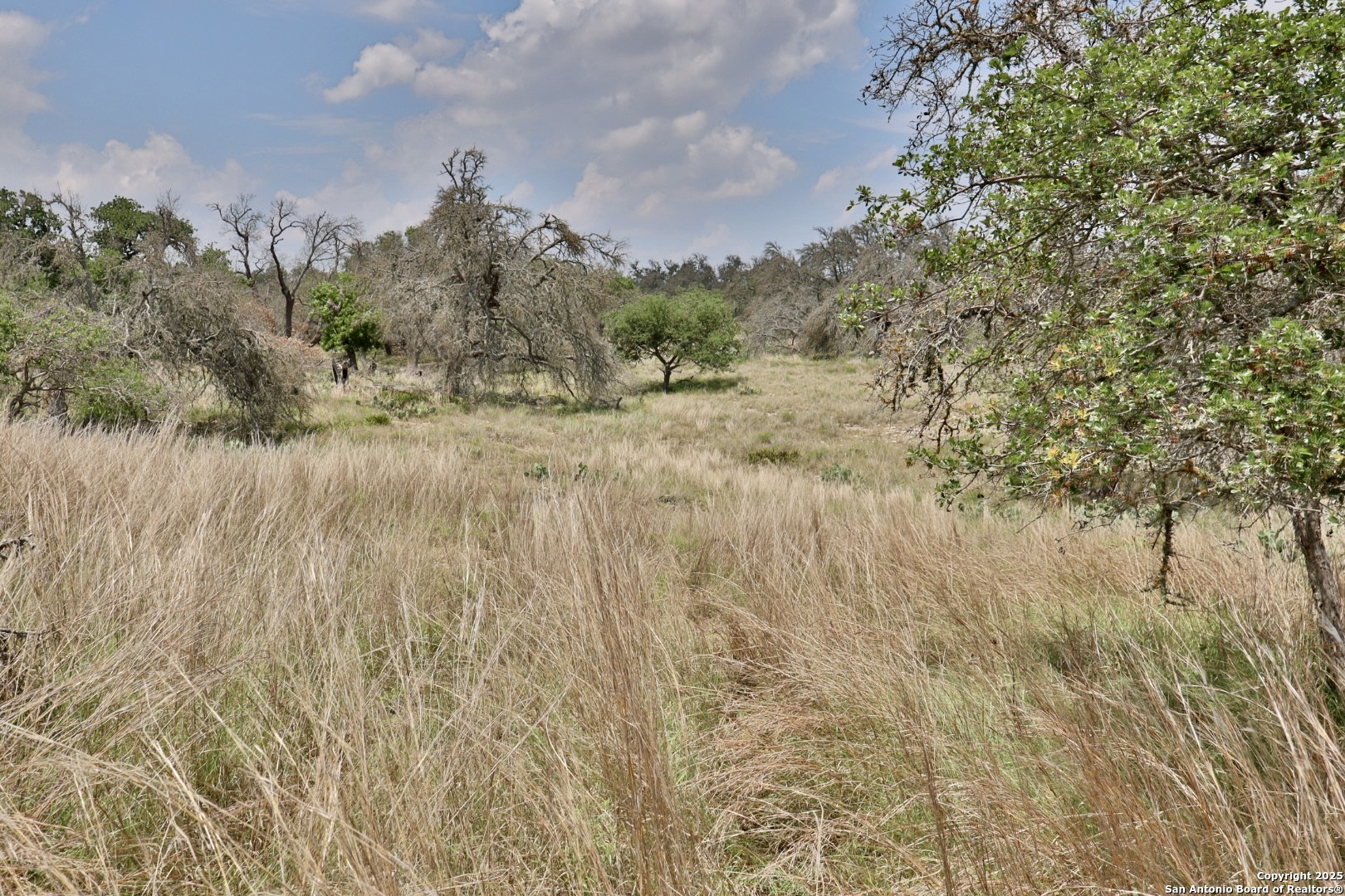 25 Dallas Josie Road Harper, TX 78631 - Photo 14 of 16 a view of a dry yard with trees