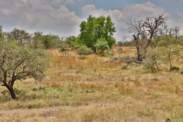 a view of a yard with trees
