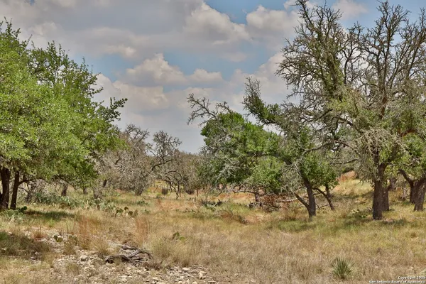 a view of a bunch of trees