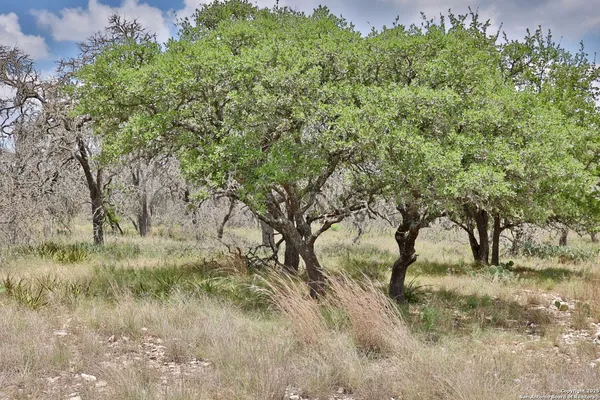 a view of beach and trees