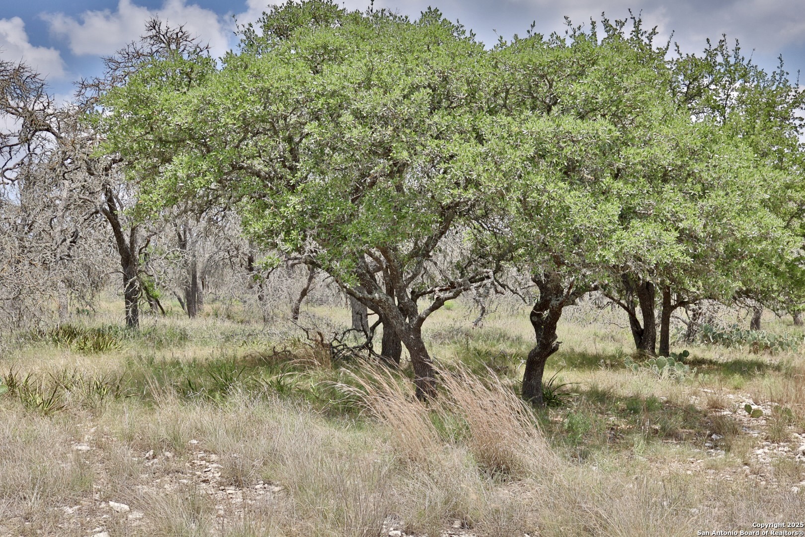 25 Dallas Josie Road Harper, TX 78631 - Photo 10 of 16 a view of beach and trees
