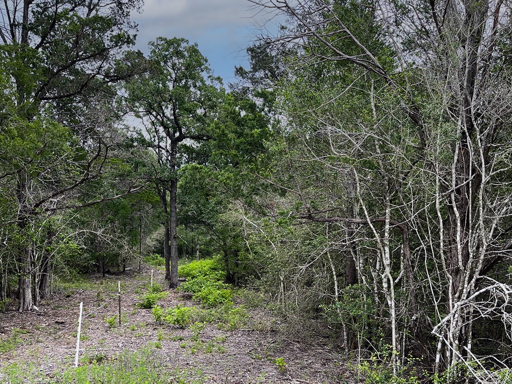 2231 Greens Creek Road Ledbetter, TX 78946 - Photo 3 of 11 a view of a yard with a tree
