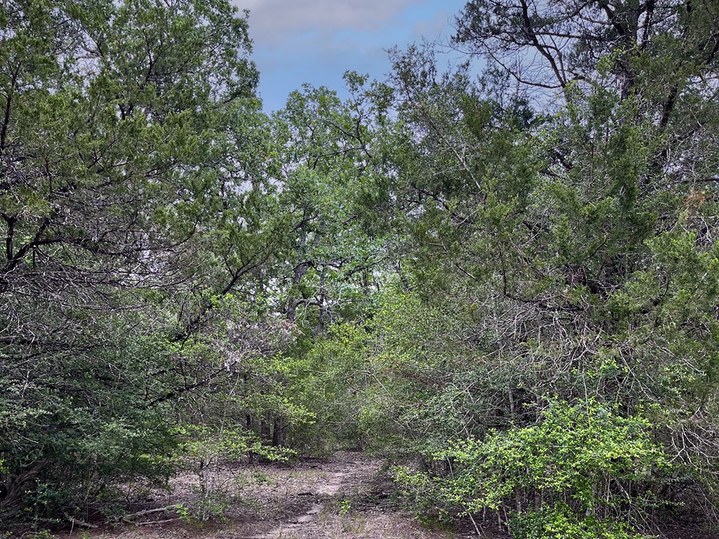 2231 Greens Creek Road Ledbetter, TX 78946 - Photo 6 of 11