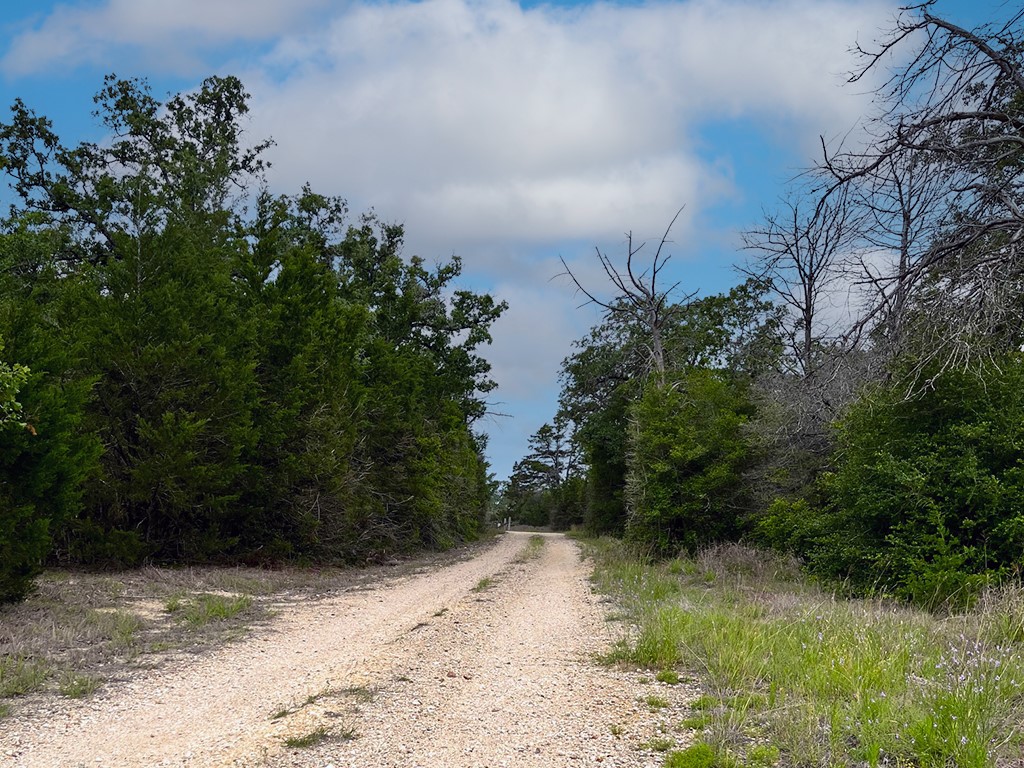 2231 Greens Creek Road Ledbetter, TX 78946 - Photo 10 of 11 a view of a yard with plants and trees