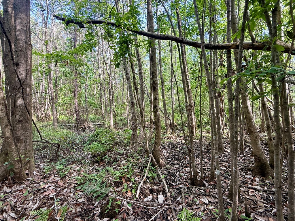 14.57-acres Red Oak Road Florala, AL 36442 - Photo 11 of 14