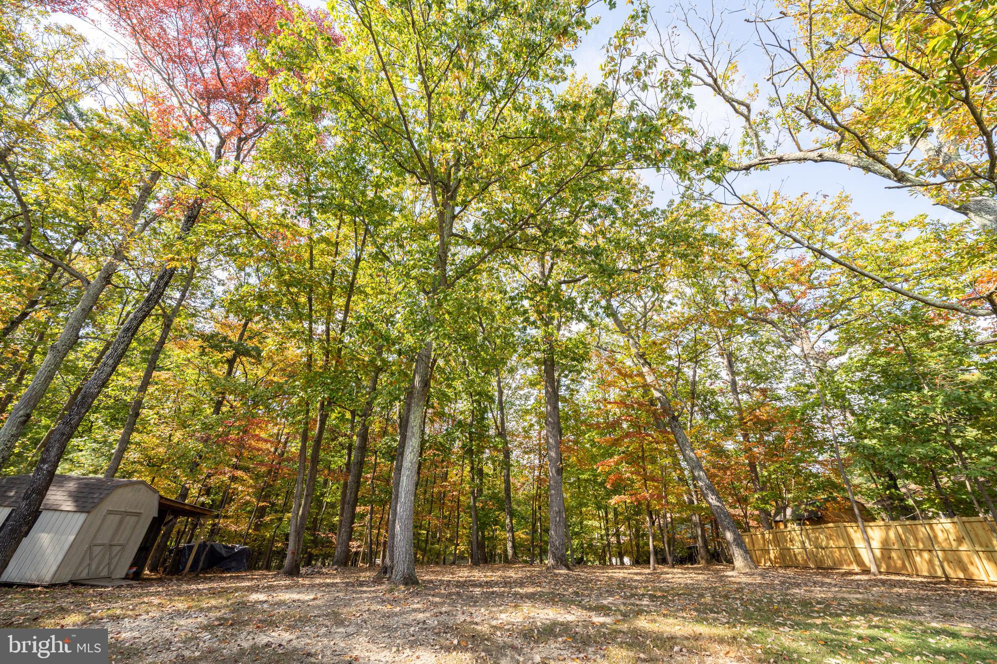 7026 Kelly Road Warrenton, VA 20187 - Photo 33 of 36 Trees in backyard