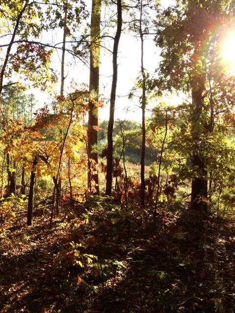 0 Clark Hill Road Newnan, GA 30263 - Photo 1 of 1 a view of covered with large trees