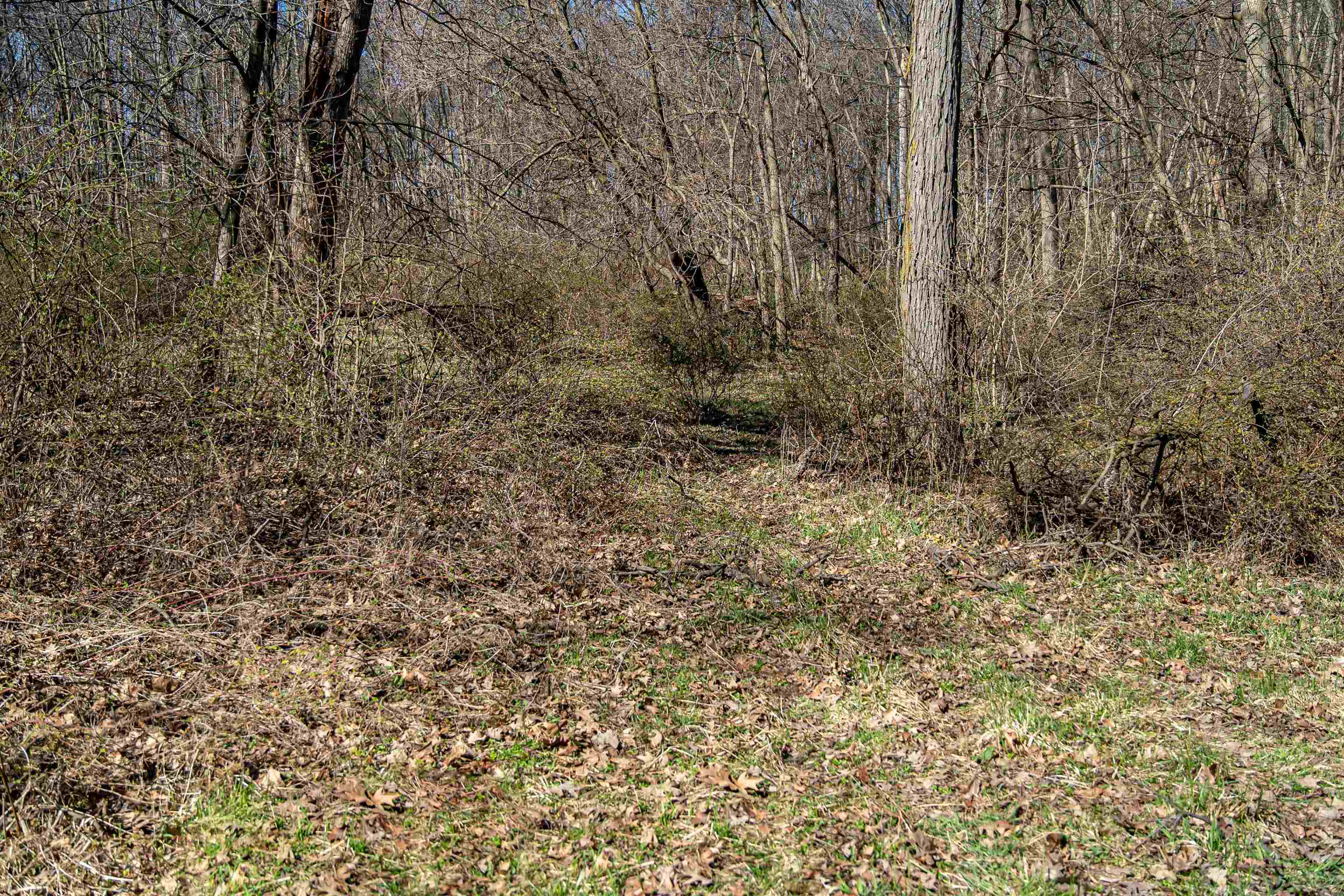 0 South Flint Road Pearl City, IL 61062 - Photo 13 of 50 Gallery Image 13