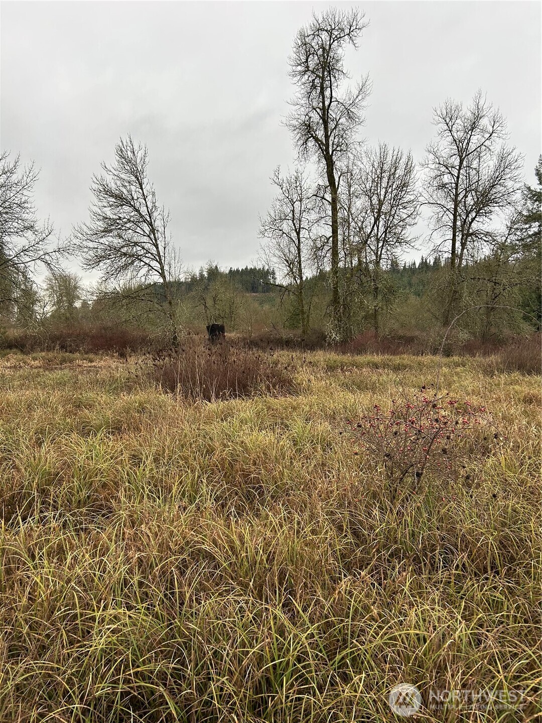 218 Lincoln Creek Road Centralia, WA 98531 - Photo 4 of 11 a view of lake with mountain