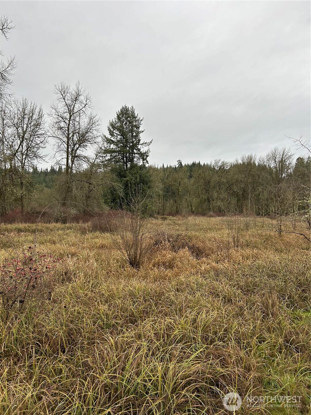 218 Lincoln Creek Road Centralia, WA 98531 - Photo 10 of 11 a view of a dry yard with trees