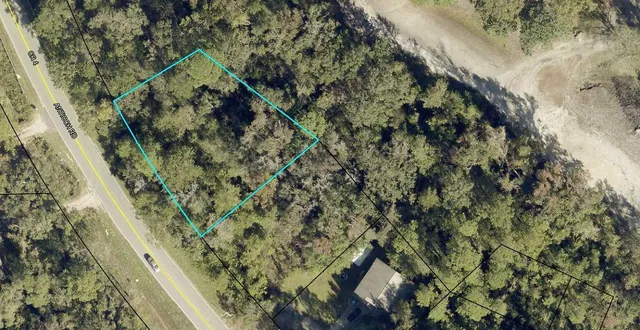 a view of a forest with a tree