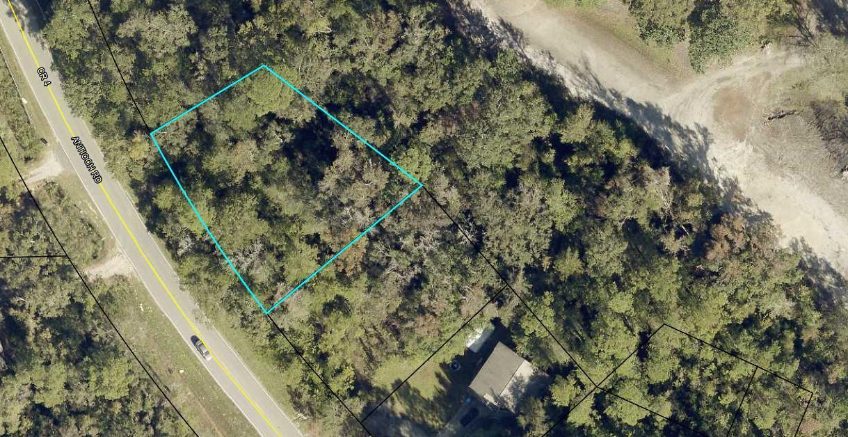 a view of a forest with a tree