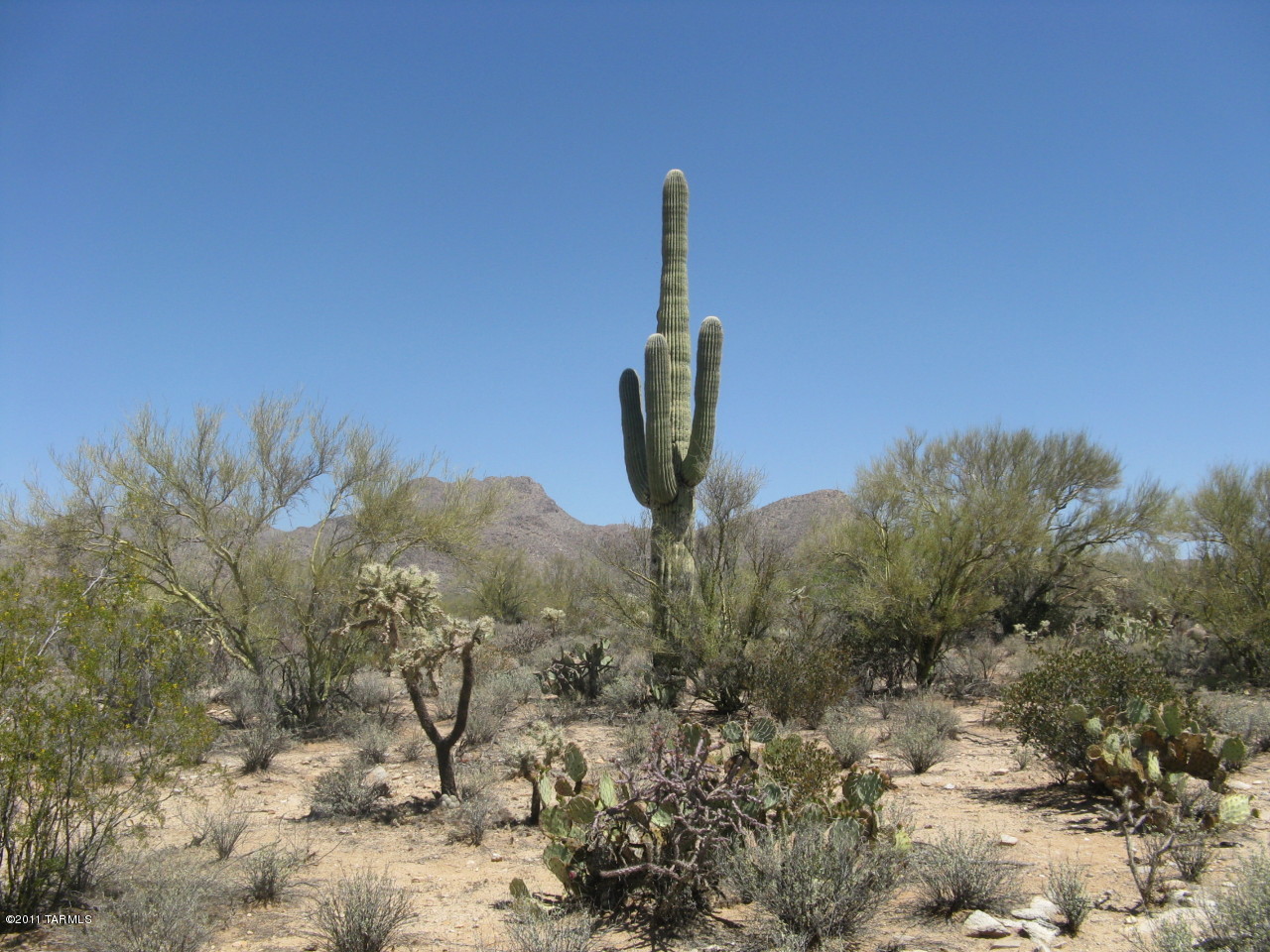 6481 West Ina Road, Unit 4 Tucson, AZ 85743 - Photo 7 of 14