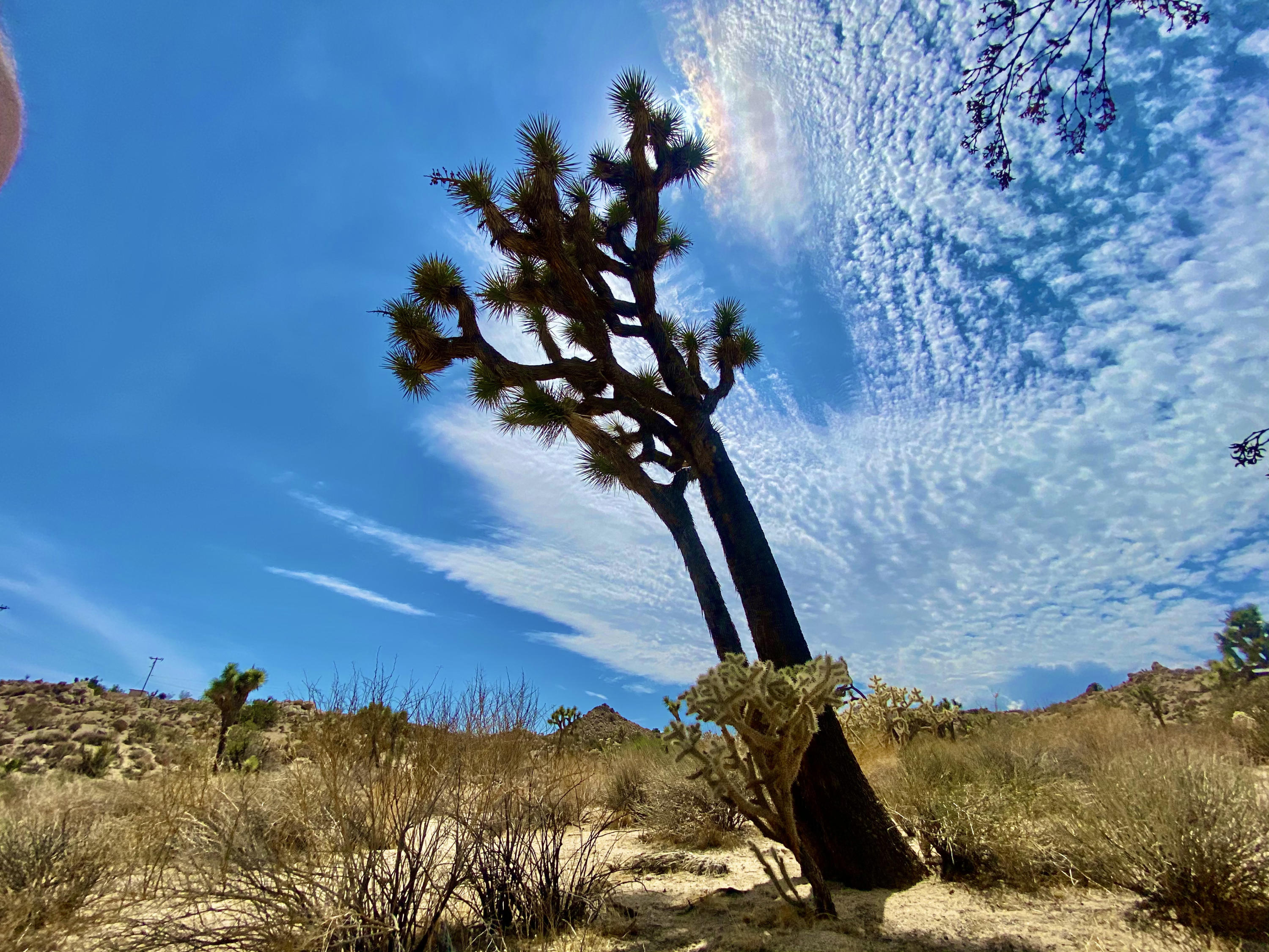 104 Bandera Road Yucca Valley, CA 92284 - Photo 23 of 48 IMG_3516