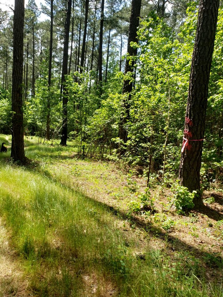 0 County Line Road Thomson, GA 30824 - Photo 2 of 12