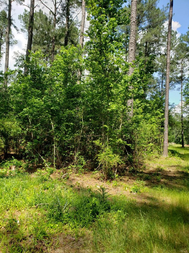0 County Line Road Thomson, GA 30824 - Photo 6 of 12