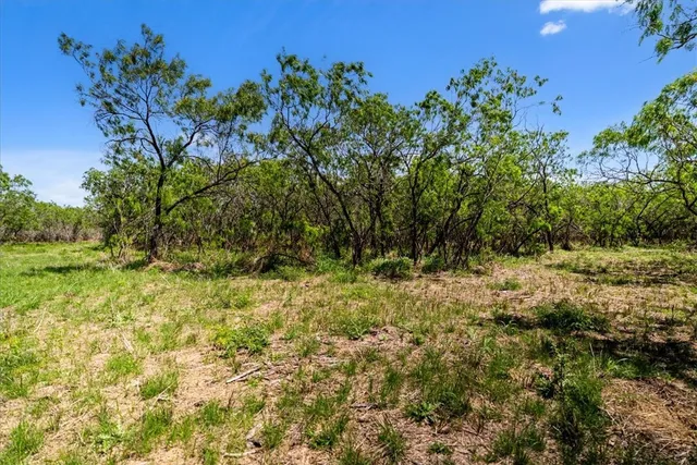 a view of a yard with plants and tree