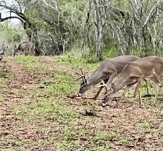 a view of a yard with a tree
