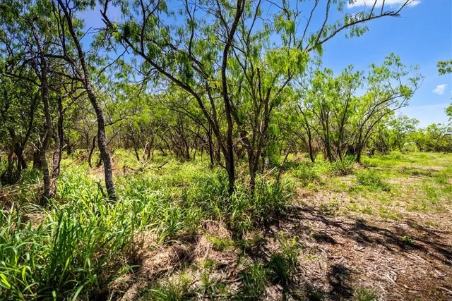 a view of a yard with plants and large trees