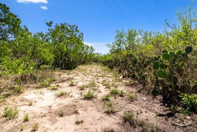 a view of a yard with a tree