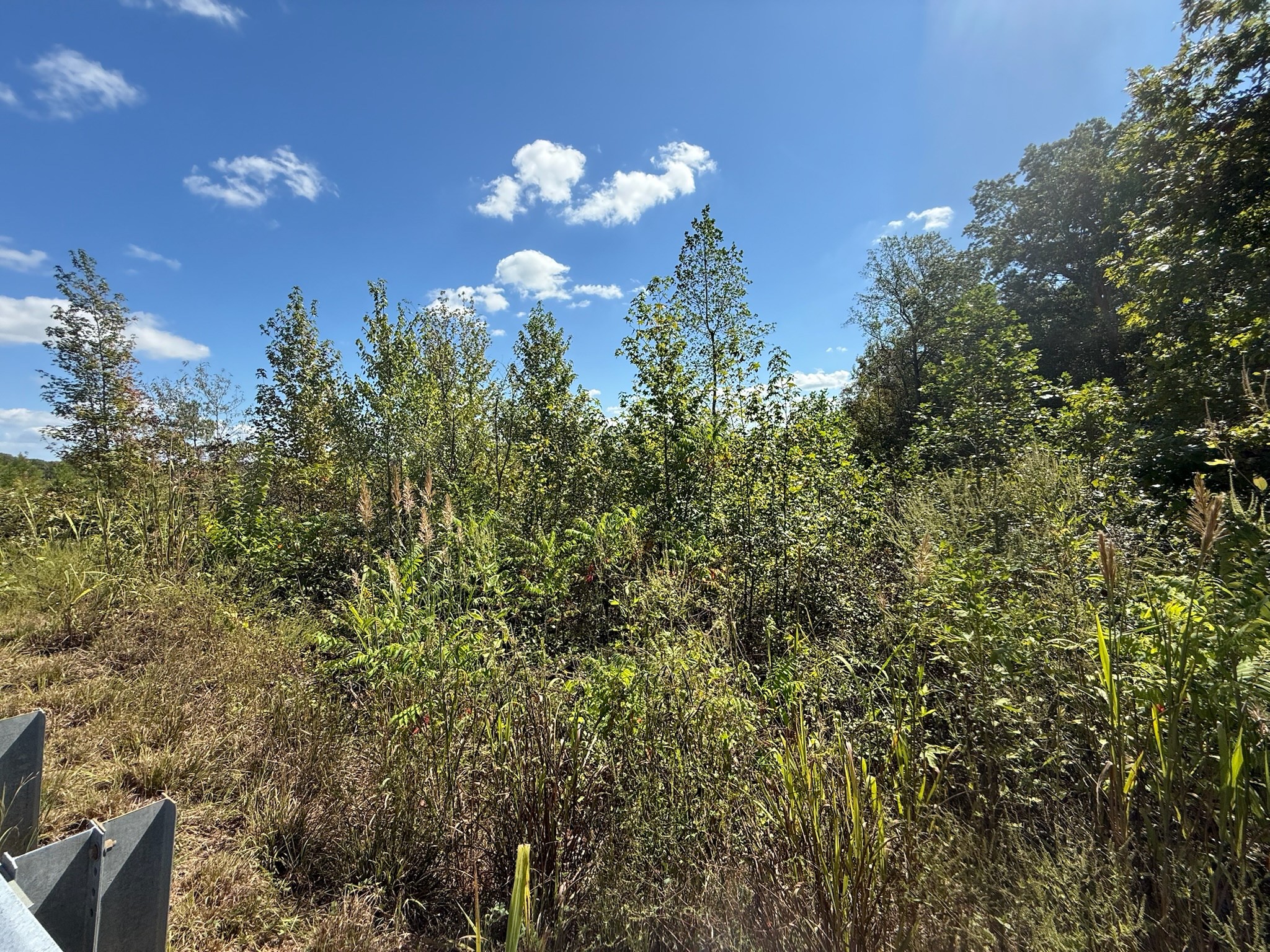 4 Leapwood Enville Road Adamsville, TN 38310 - Photo 12 of 13 a view of a flower in a yard