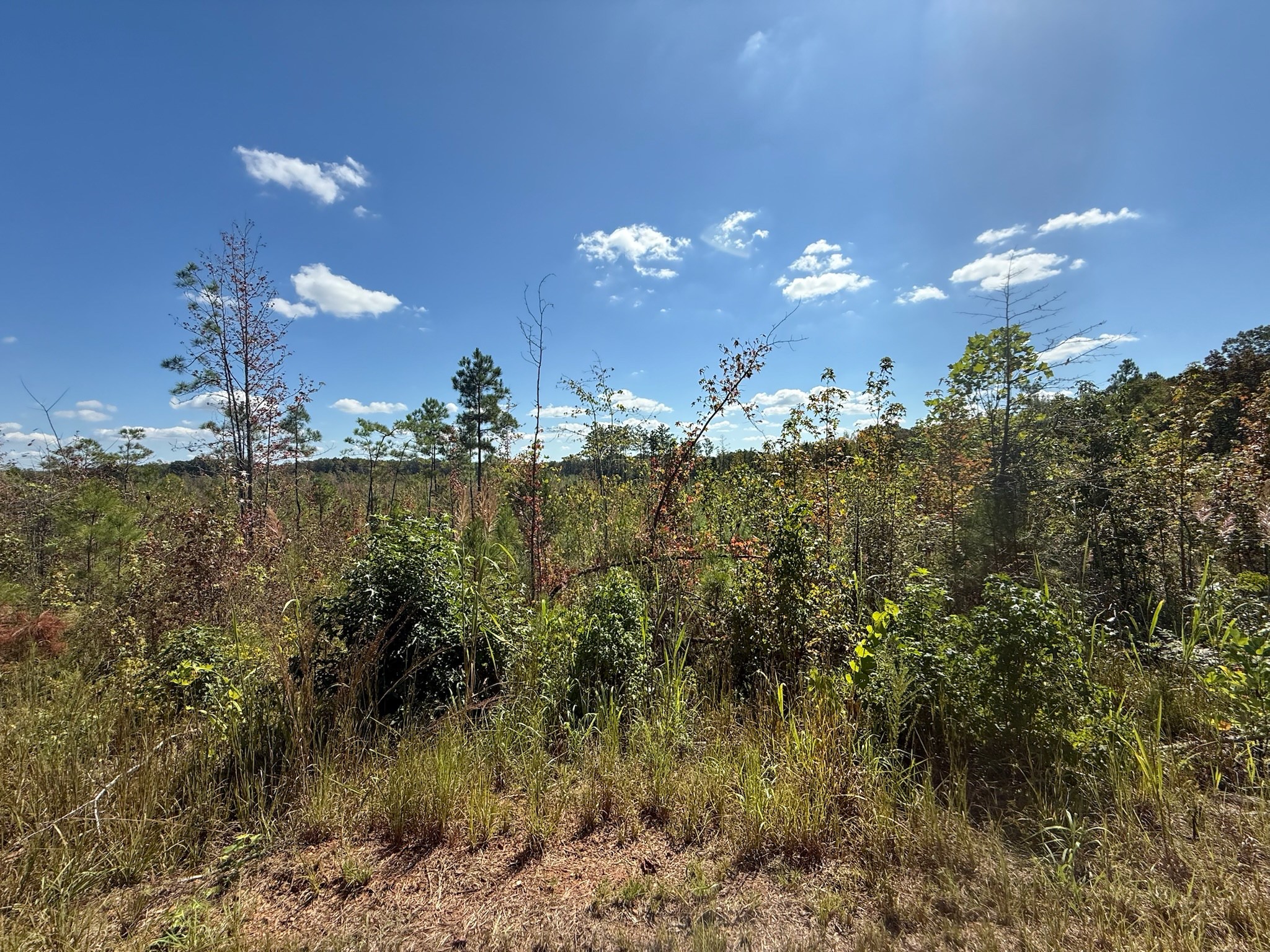 4 Leapwood Enville Road Adamsville, TN 38310 - Photo 2 of 13 a view of a yard with a house swimming pool and outdoor space