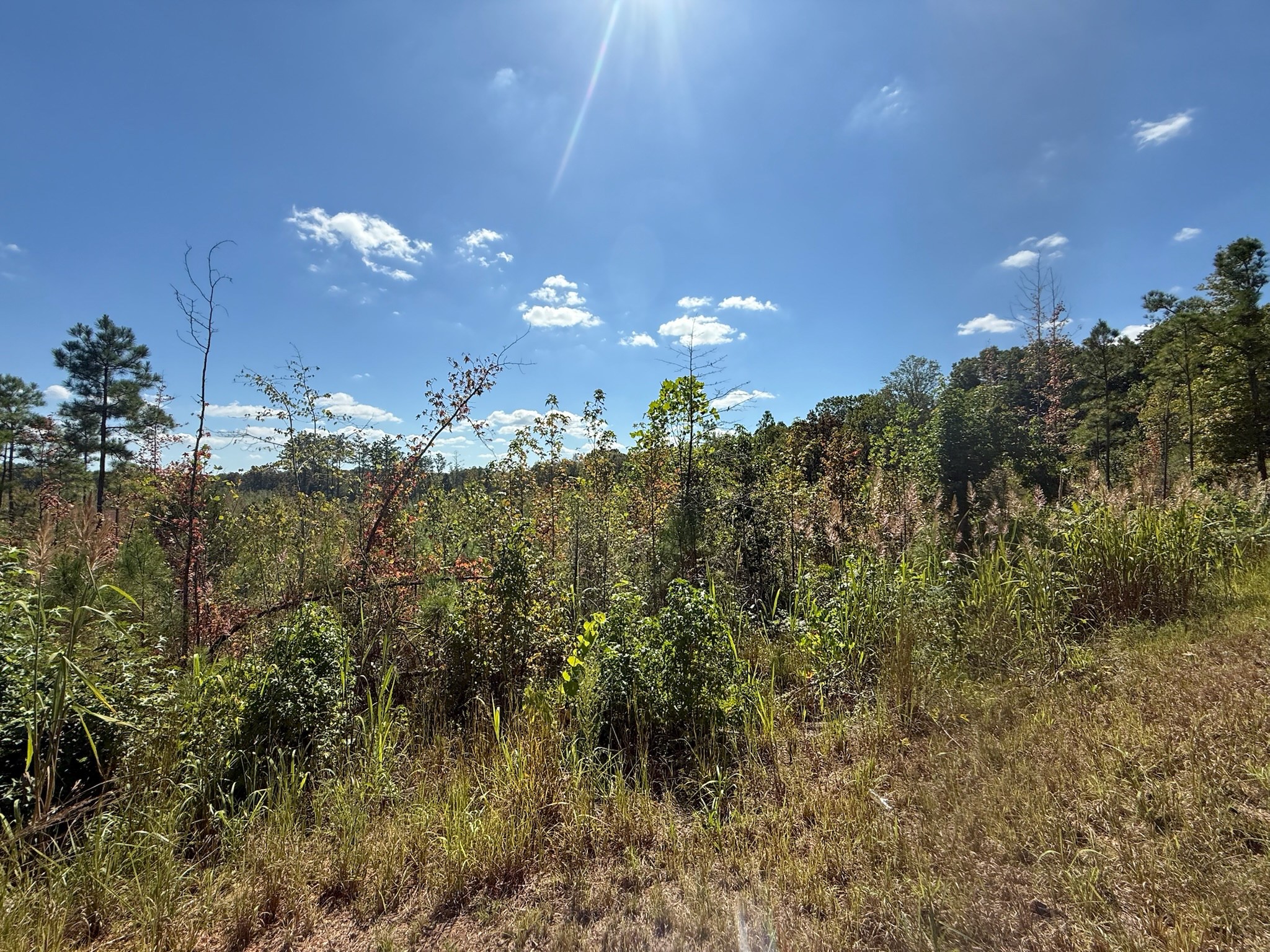 4 Leapwood Enville Road Adamsville, TN 38310 - Photo 3 of 13 a view of a city
