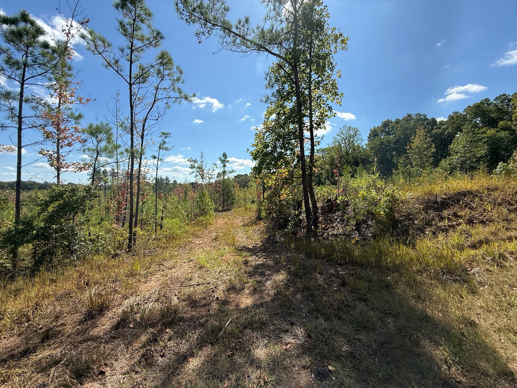 4 Leapwood Enville Road Adamsville, TN 38310 - Photo 10 of 13 a view of a yard with large trees