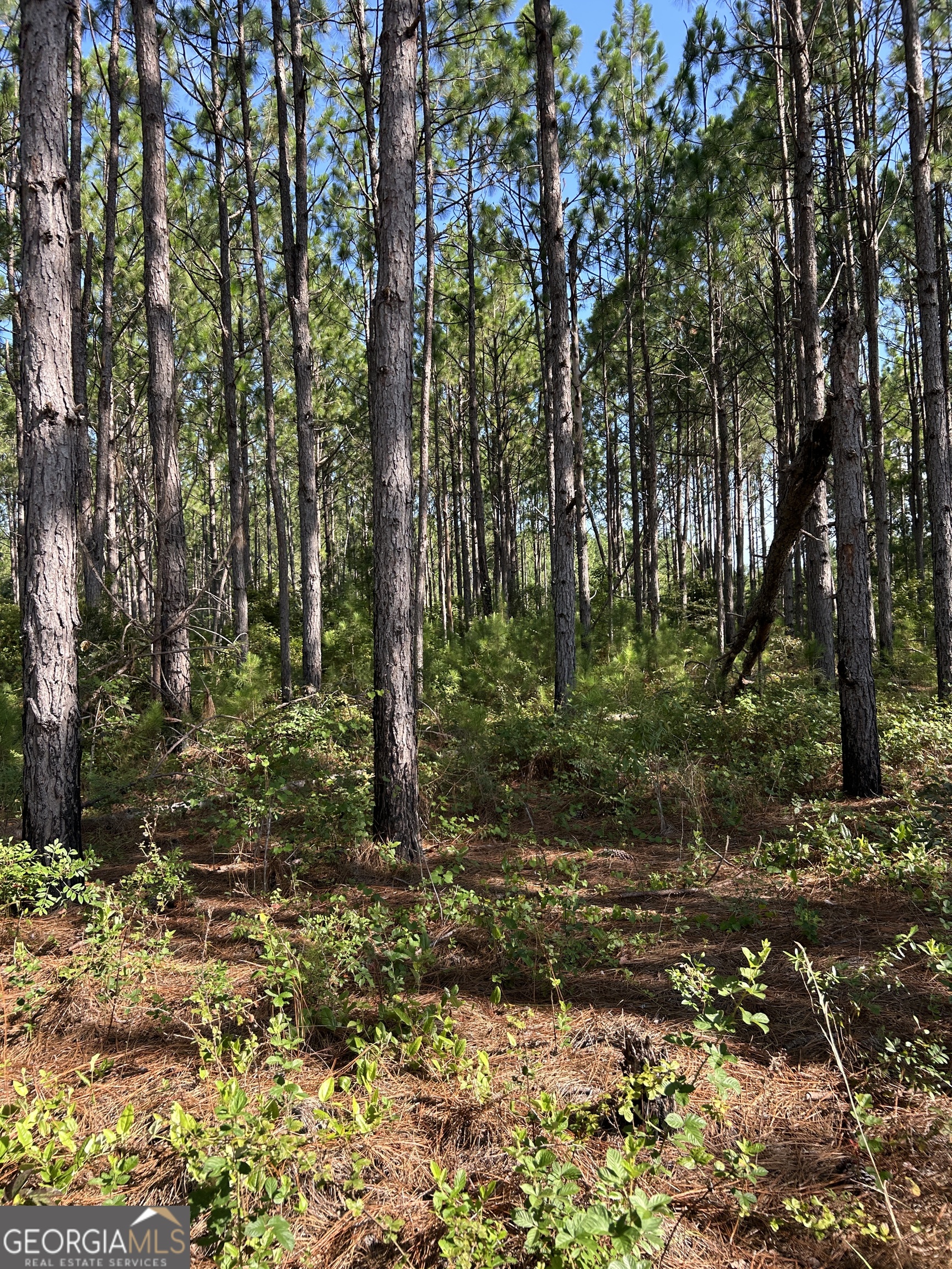 0 Webb Cemetery Road McRae-Helena, GA 31055 - Photo 20 of 25