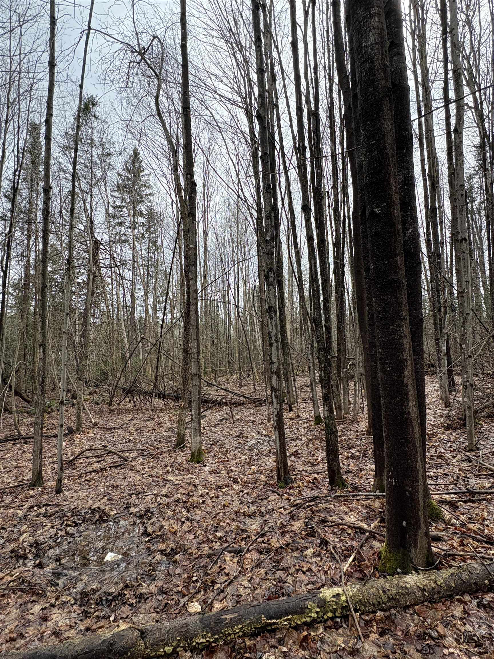 Partridge Lane Danville, VT 05828 - Photo 14 of 19