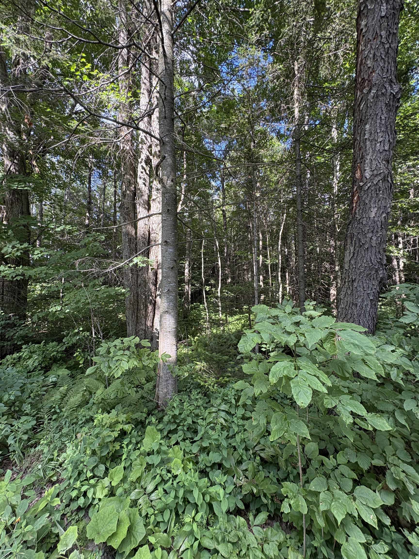 Partridge Lane Danville, VT 05828 - Photo 3 of 19